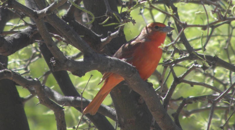 Valle Fértil, el lugar elegido para periodos reproductivos por las aves migratorias