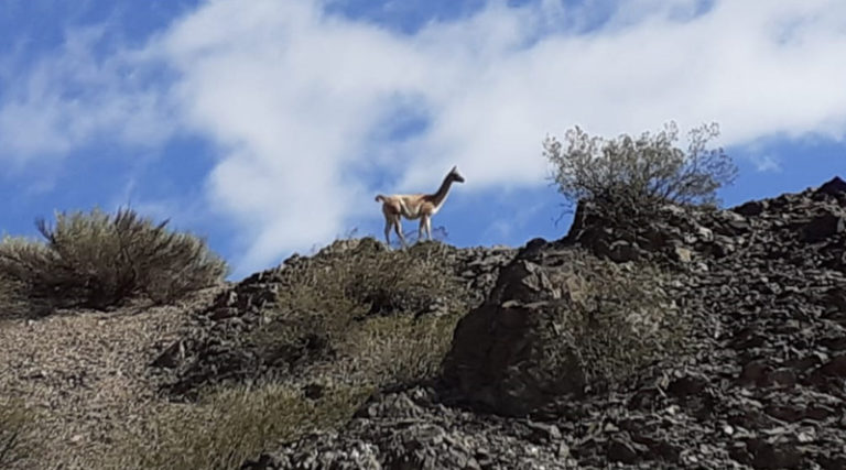 “El humano es para los animales un depredador más”