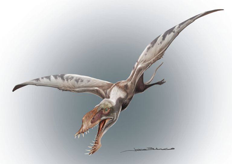 Los primeros reptiles voladores del Hemisferio Sur son de Caucete y aparecen en la Revista Papers in Palaeontology